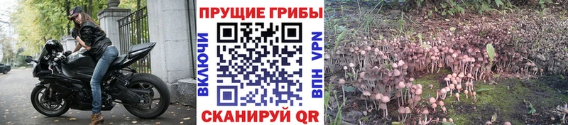 купить наркоту  Куртамыш  Псилоцибиновые грибы мухоморы 